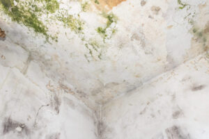 Moss and Mold spots on the ceiling on wall due to poor air ventilation and high humidity. Harm to health.
